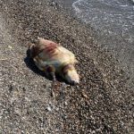 Deniz kaplumbağası ölüsü sahile vurdu