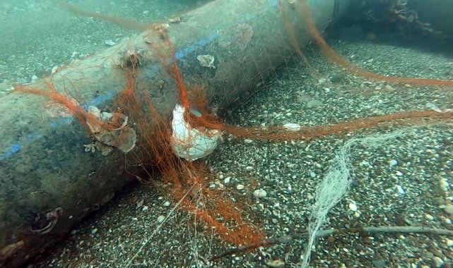 Temizlenen 'hayalet ağlar' ile 1,5 milyon deniz canlısı kurtarıldı