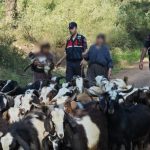 Kayıp 41 keçiyi, jandarma bulup sahibine teslim etti