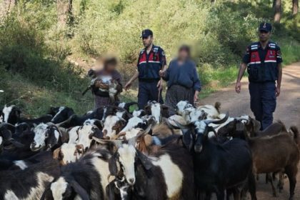 Kayıp 41 keçiyi, jandarma bulup sahibine teslim etti
