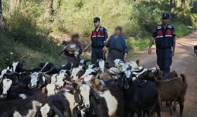 Kayıp 41 keçiyi, jandarma bulup sahibine teslim etti